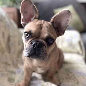 Meet your Posher, Mickey